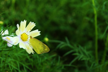 Flower at Showa Anniversary Park, Tokyo, Japanの写真素材