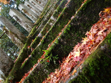 Red maple leaves on stairs, Kyoto, Japanの写真素材