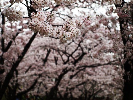 Plum blossoms in Osaka, Japanの写真素材