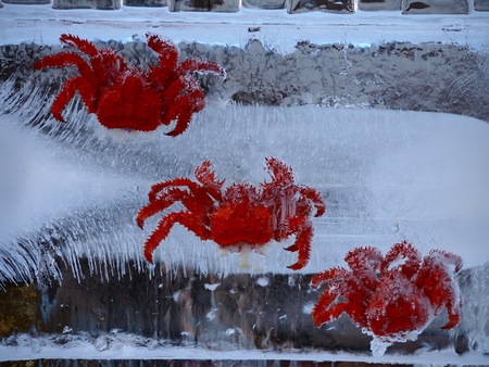 Crab's frozen at snow festival in Hokkaido, Japanの写真素材