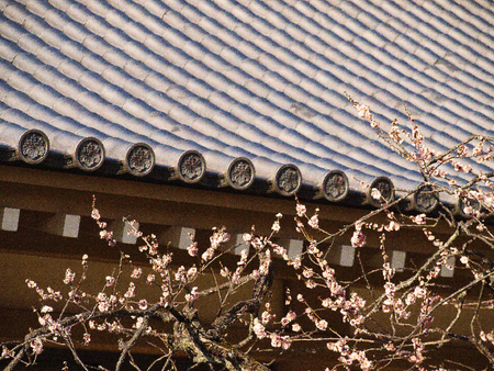 Early Sakura at a Temple in Kyoto, Japanの写真素材