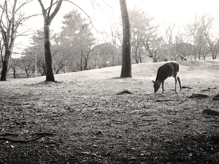 Deer in monochromeの写真素材