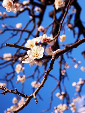 Plum flowers at Osaka castleの写真素材