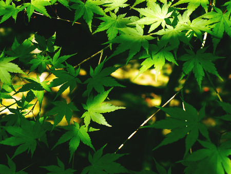 Maple leaves in Summer, Kyoto, Japanの写真素材