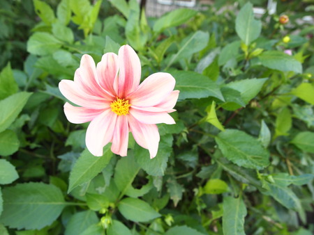 Flower Showa Anniversary Parkの写真素材