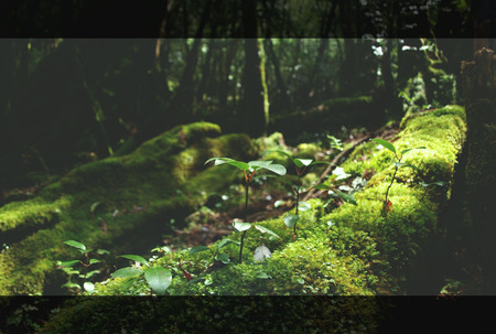 Small trees of the forest edited by Yakushima, Japanの写真素材