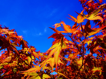 Red maple leaves in Kyoto, Japanの写真素材