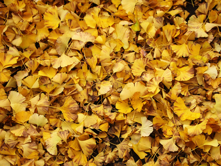 Ginkgo leaves in autumn, Tokyo, Japan