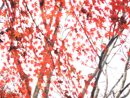 Red marple leaves in Tokyo, Japanの写真素材