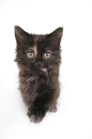 Black  Kitten on Whiteの写真素材
