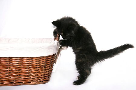 Playful Black  Kitten on Whiteの写真素材