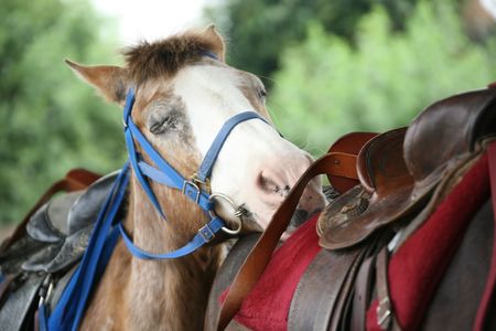 Overworked Horse Sleeping on another Horse's Backの写真素材