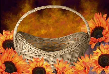 Orange Sunflowers in a  Basket on a Studio Backdropの写真素材