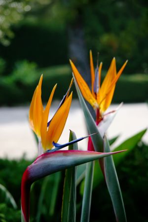 Bird Of Paradise flowersの写真素材