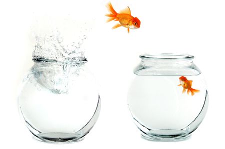 Golfish Jumping From One Bowl to Anotherの写真素材