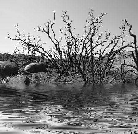 Monochrome Landscape of Dead Wood on a Lakeの写真素材
