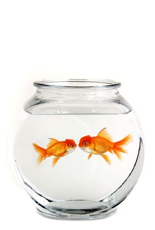 Two Goldfish in a Bowl Kissingの写真素材