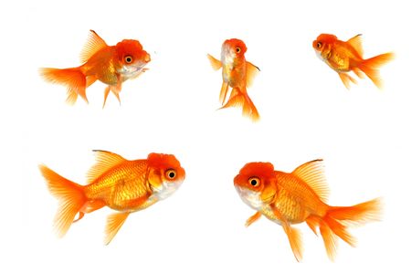 Multiple Goldfish on White Isolatedの写真素材