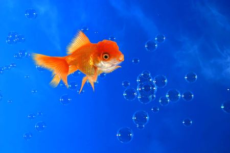 Fun Goldfish on a Bubbly Backgroundの写真素材