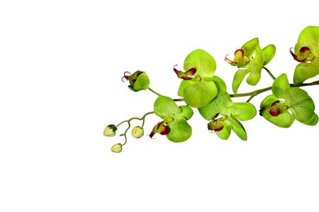 Sage Green Orchid Isolated on Whiteの写真素材