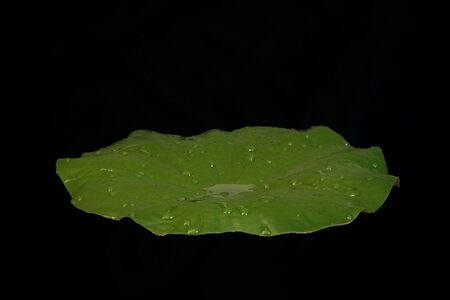 Single Isolated Water Lilly Pad on Blackの写真素材