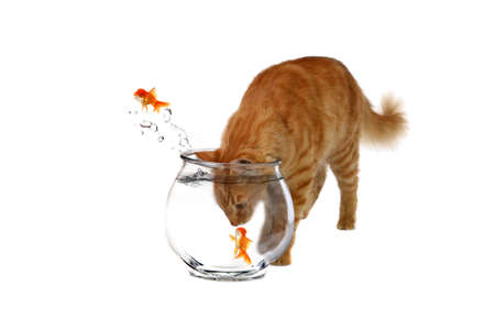 Sneaky Cat With His Head Inside a Fish Bowl on White Backgroundの写真素材