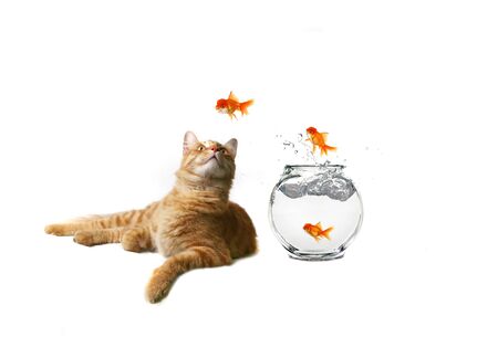 Funny Image of a Cat Watching Goldfish Escape Their Bowlの写真素材