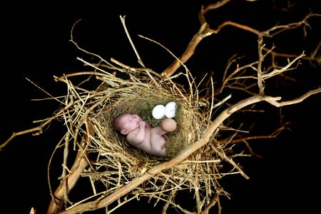 Infant Child Sleeping in a Fantasy Bird Nest  High Depth of Fieldの写真素材