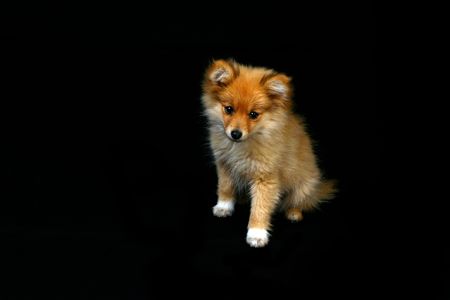 Sweet Little Pomeranian Puppy On Black Backgroundの写真素材