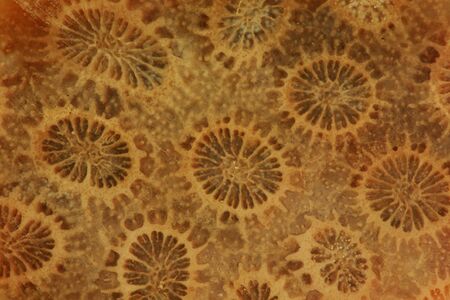 Fossilized Coral AKA Coral Stone