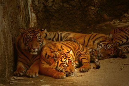 Group of Tigers Lounging Aroundの写真素材