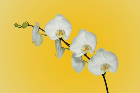 White Orchid Stem With Beautiful Blooms on Bright Yellow Backgroundの写真素材