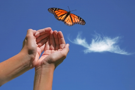 Monarch Butterfly Released into Nature With Hands Showingの写真素材
