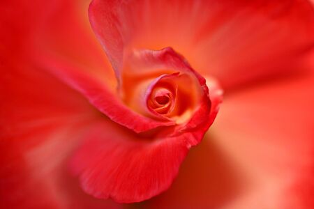 Beautiful Closeup of Red Rose Center With Extreme Depth of Fieldの写真素材
