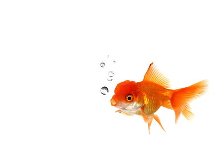 Lone Goldfish in an Aquarium With Bubbles Rising From His Mouthの写真素材