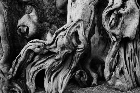 Old Dead Dramatic Tree Roots in Monochromeの写真素材