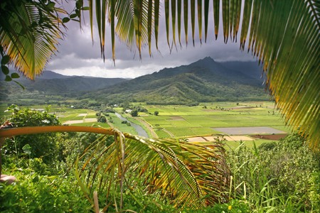 Taro Fields in Kauai for Making Poiの写真素材