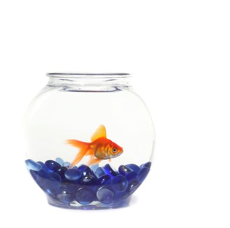 Lone Goldfish in a Fishbowl WIth Blue Rocksの写真素材