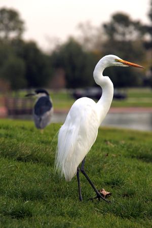 Stunning Egret Bird Outdoors. Side Viewの写真素材