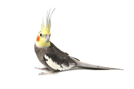 Cute Grey Curious Cockatiel Isolated on Whiteの写真素材