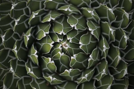 Circle Pattern Center of a Succulent Cactus in Natural Settingの写真素材