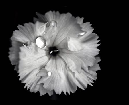 White Camelia Flower With Extreme Depth of Field in Black and Whiteの写真素材