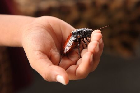 Hissing Madagascar Cockroach in a Childs Handの写真素材