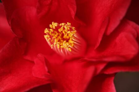 Red Camelia Rose With Extreme Depth of Field in Soft Lightの写真素材