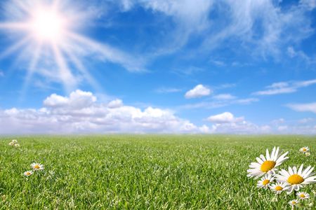 Bright Beautiful Daisy and Grass Field in the Summer Sunの写真素材
