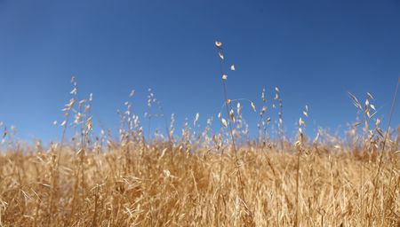 Golden Wheat Field  With a Beautiful Skyの写真素材