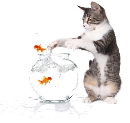 Kitten Trying to Catch Jumping Goldfish on White Backgroundの写真素材