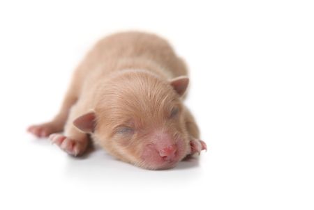 Baby Newborn Puppy Sleeping on White Backgroundの写真素材