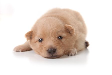 Tan Colored Pomeranian Newborn Puppy Looking at the Viewerの写真素材