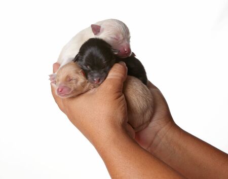 Hand Holding 3 Newborn Puppies Sleepingの写真素材